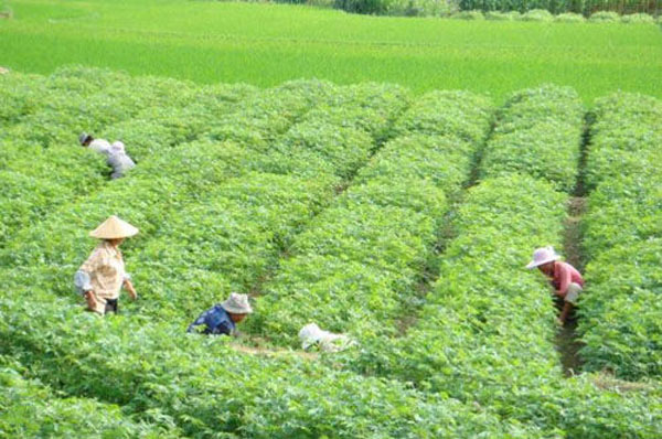 發展綠色飼料種植業