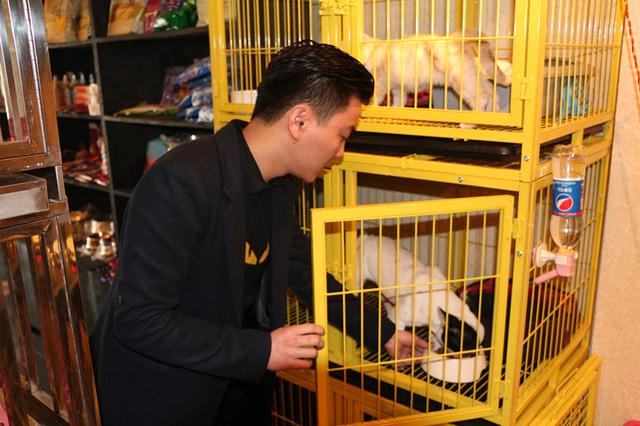 福州80后小伙林錦捷：開(kāi)寵物店創(chuàng)業(yè)從狗保姆到寵物店Boss