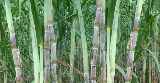 利用甘蔗創業致富的十幾個項目思路