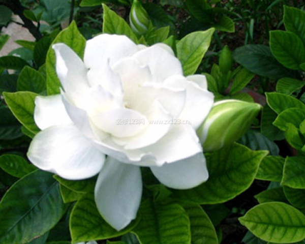 室內(nèi)裝飾植物