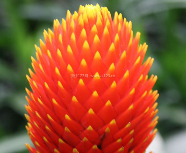 室內(nèi)裝飾植物