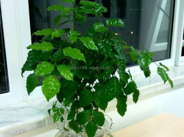 室內(nèi)裝飾植物 室內(nèi)裝飾植物