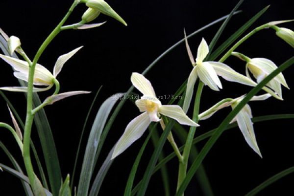 室內(nèi)裝飾植物