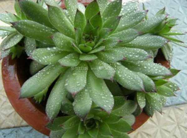 室內(nèi)裝飾植物