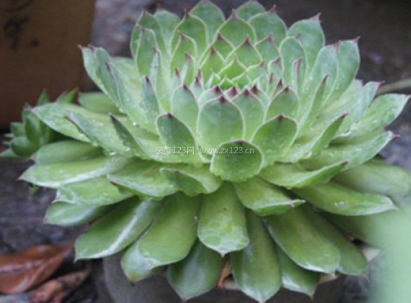 室內(nèi)裝飾植物