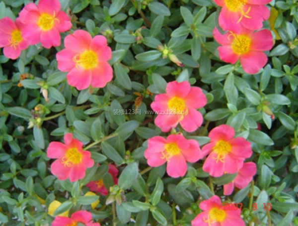 室內(nèi)裝飾植物