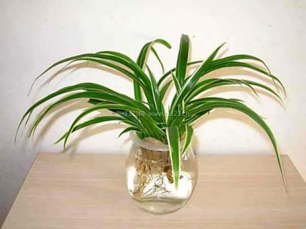 室內(nèi)裝飾植物 室內(nèi)裝飾植物