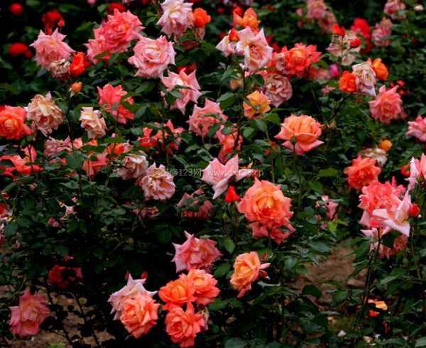 月月季花的圖片