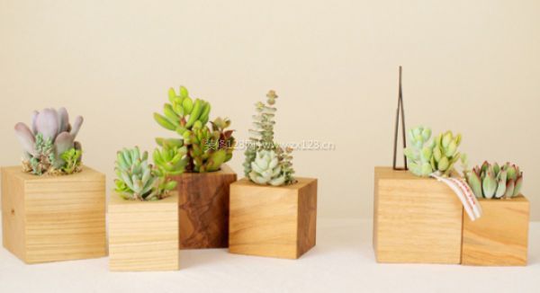 室內(nèi)裝飾植物