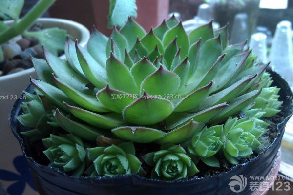 多肉觀音蓮的養殖方法