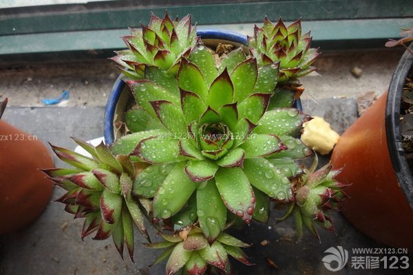 多肉觀音蓮的養殖方法