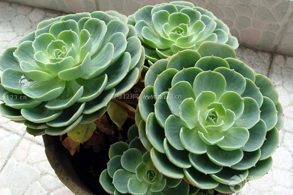 多肉觀音蓮的養殖方法