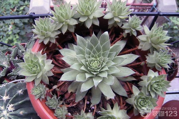 多肉觀音蓮的養殖方法